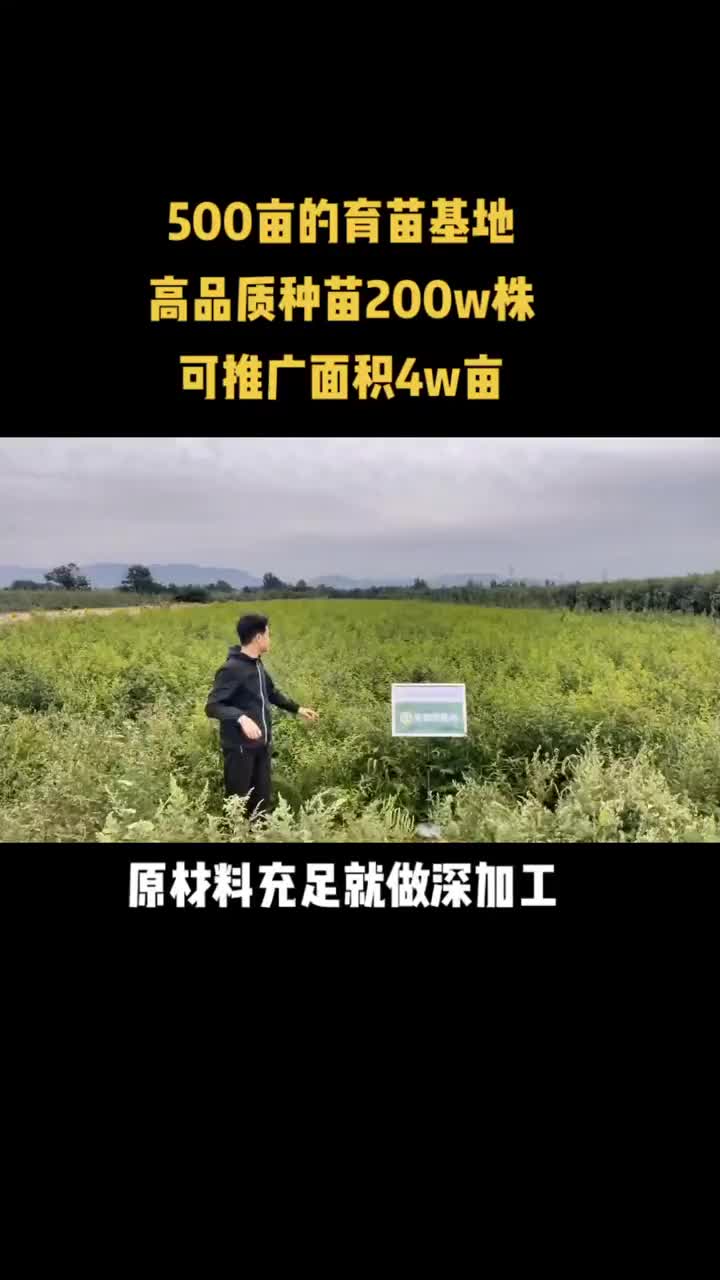 三门峡巴旦木卖苗图片