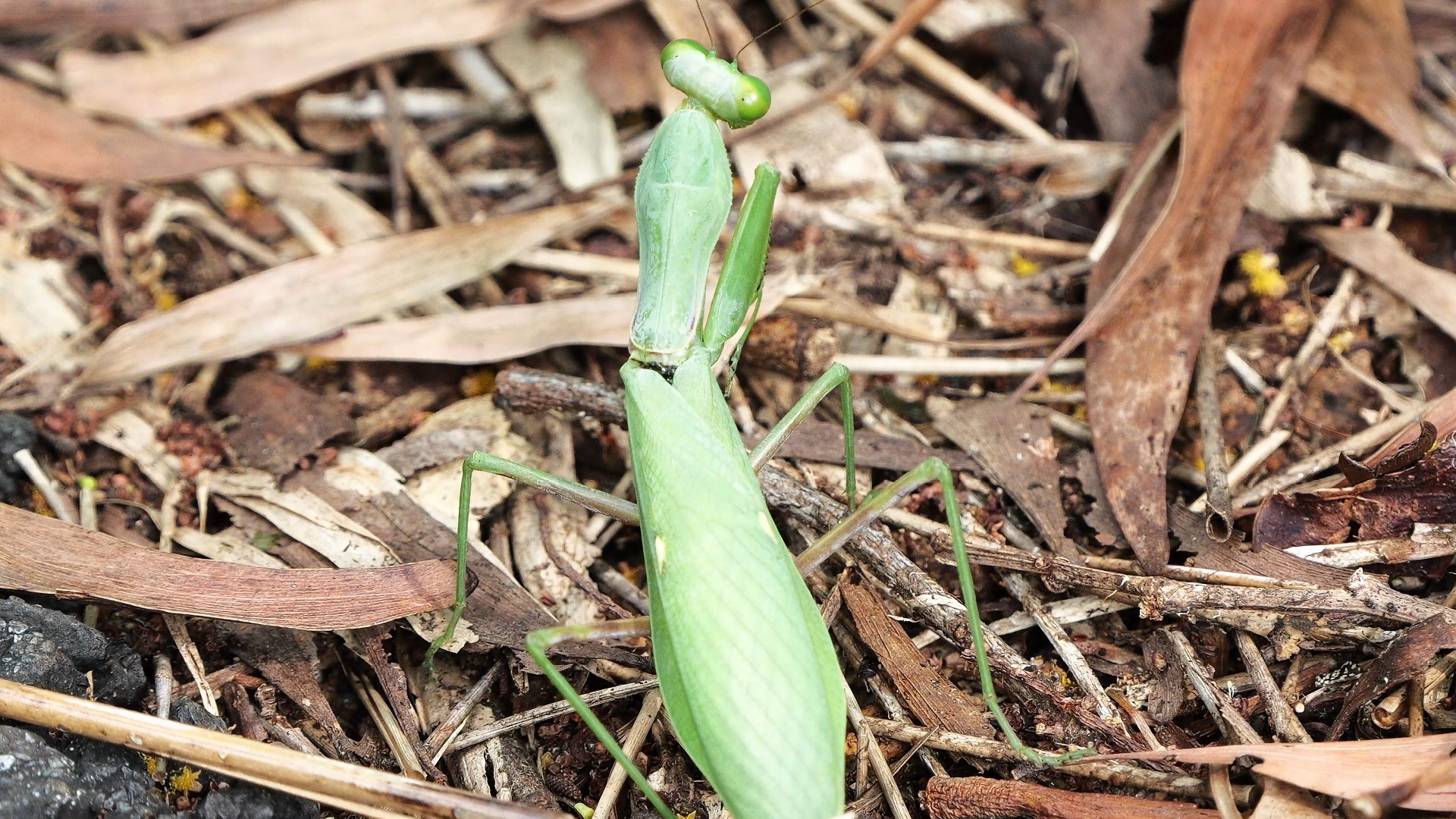 【行为图鉴】中华斧螳 背面 枯黄之上显眼的绿