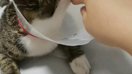 邀请大家搓搓猫头