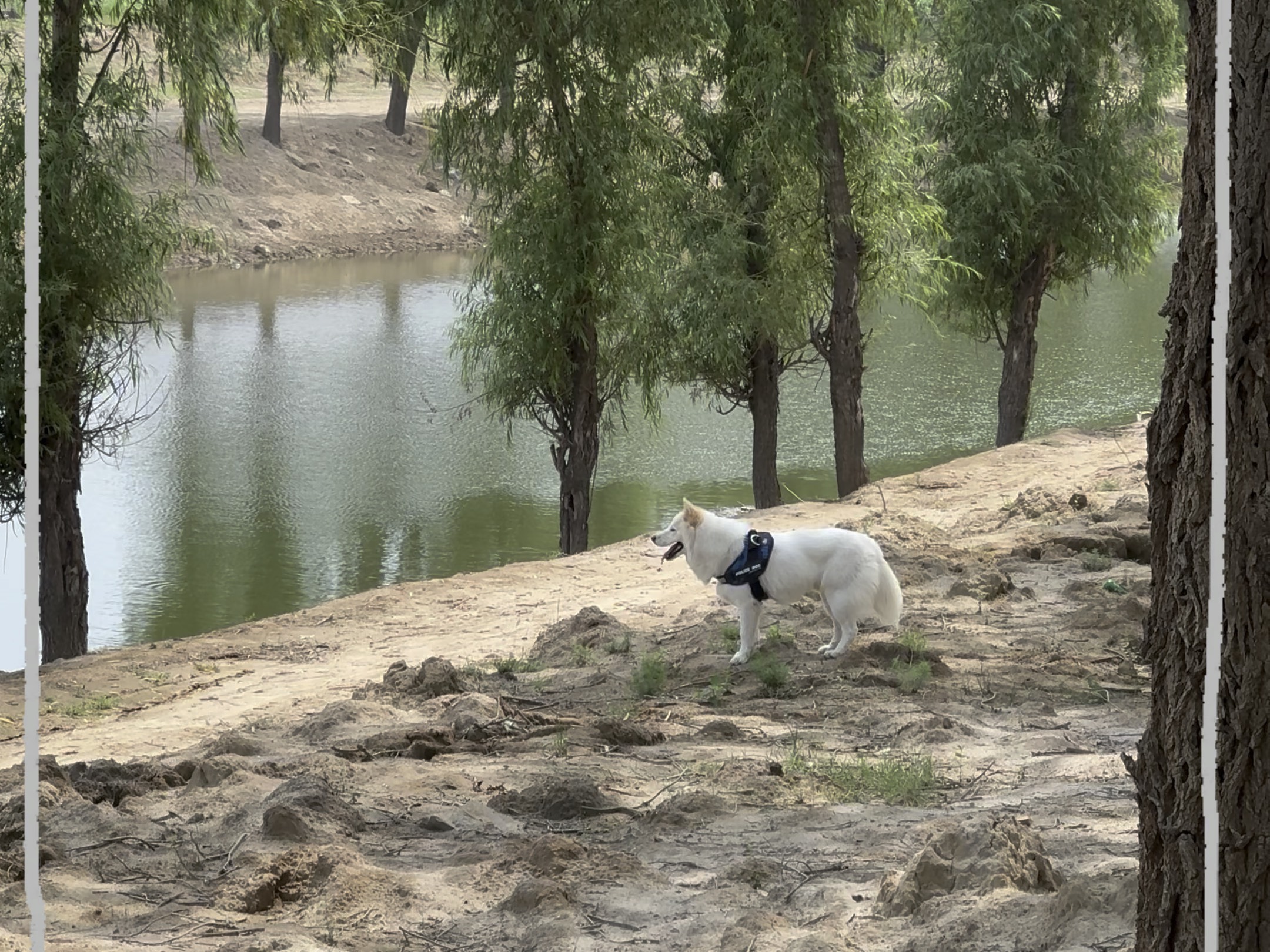 松狮犬颜值担当
