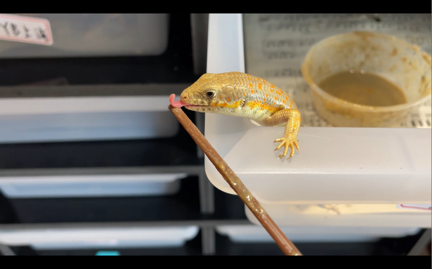 两分钟教会你养橙点石龙子三位数性价比之王