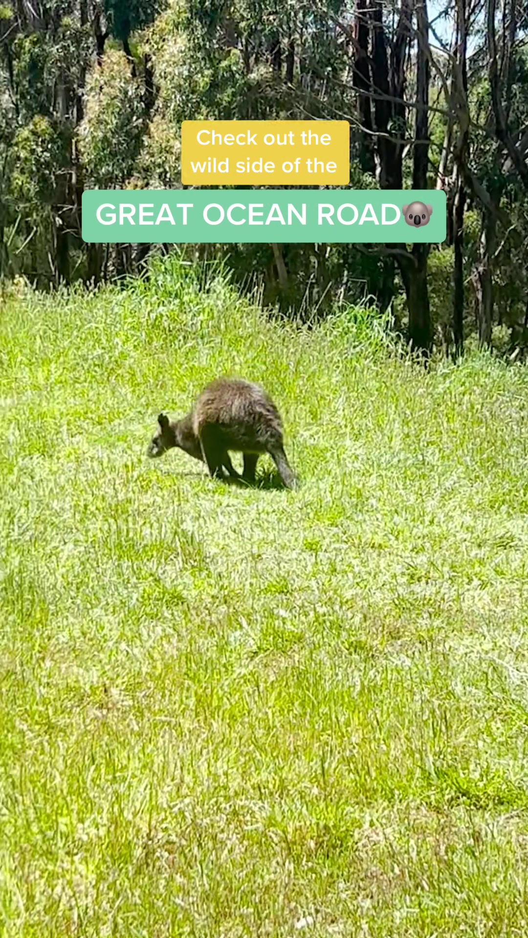 15 @ wildlifewondersaus大洋路阿波罗湾