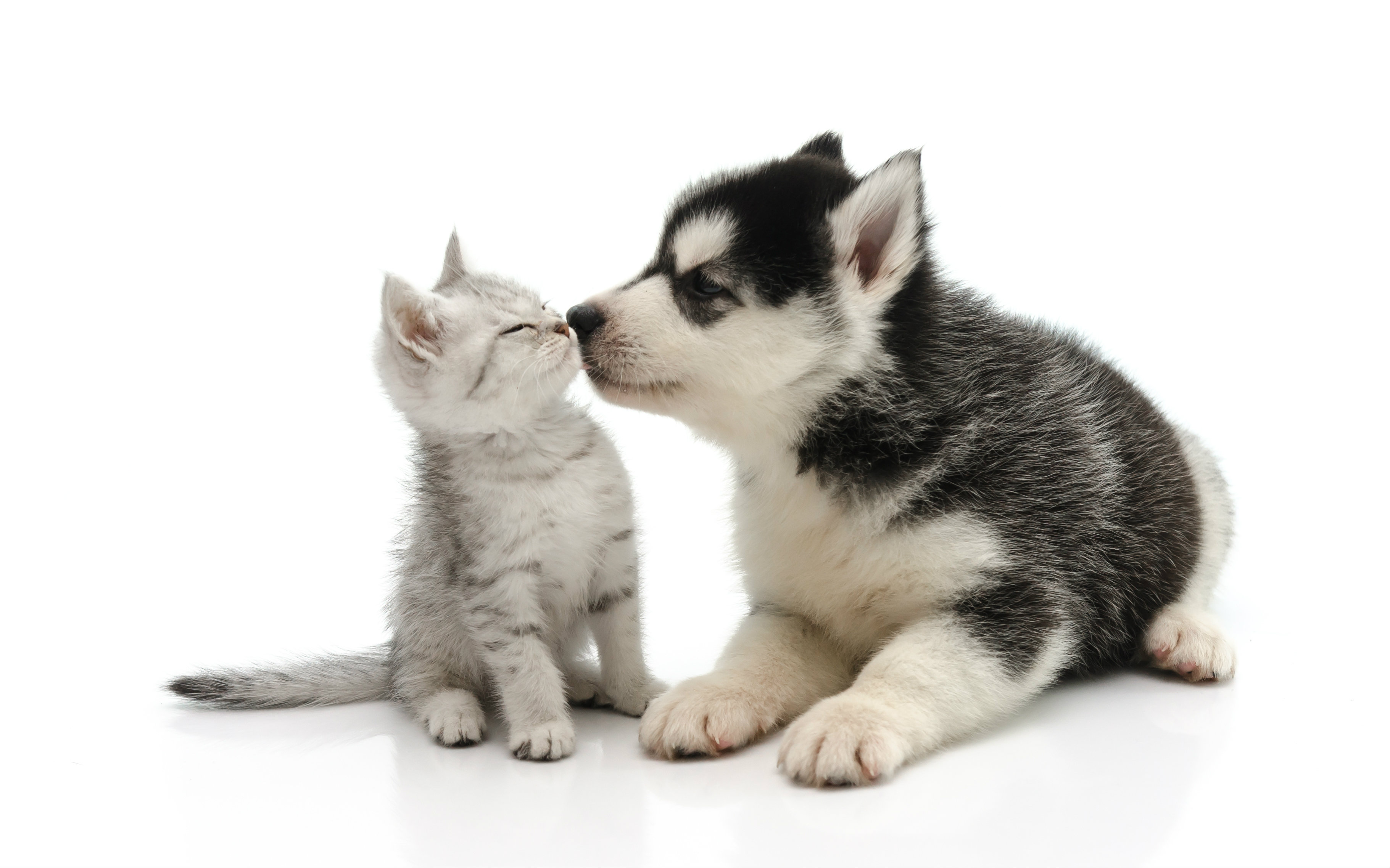 【大宝剑】猫狗大战 chien et chat - parole de chat