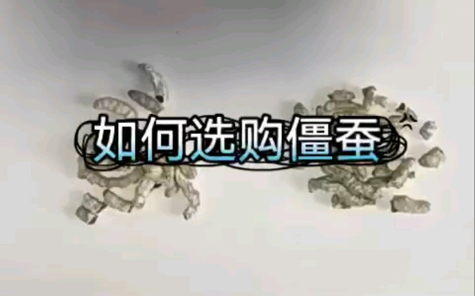 中草药质量辨别之僵蚕哔哩哔哩bilibili