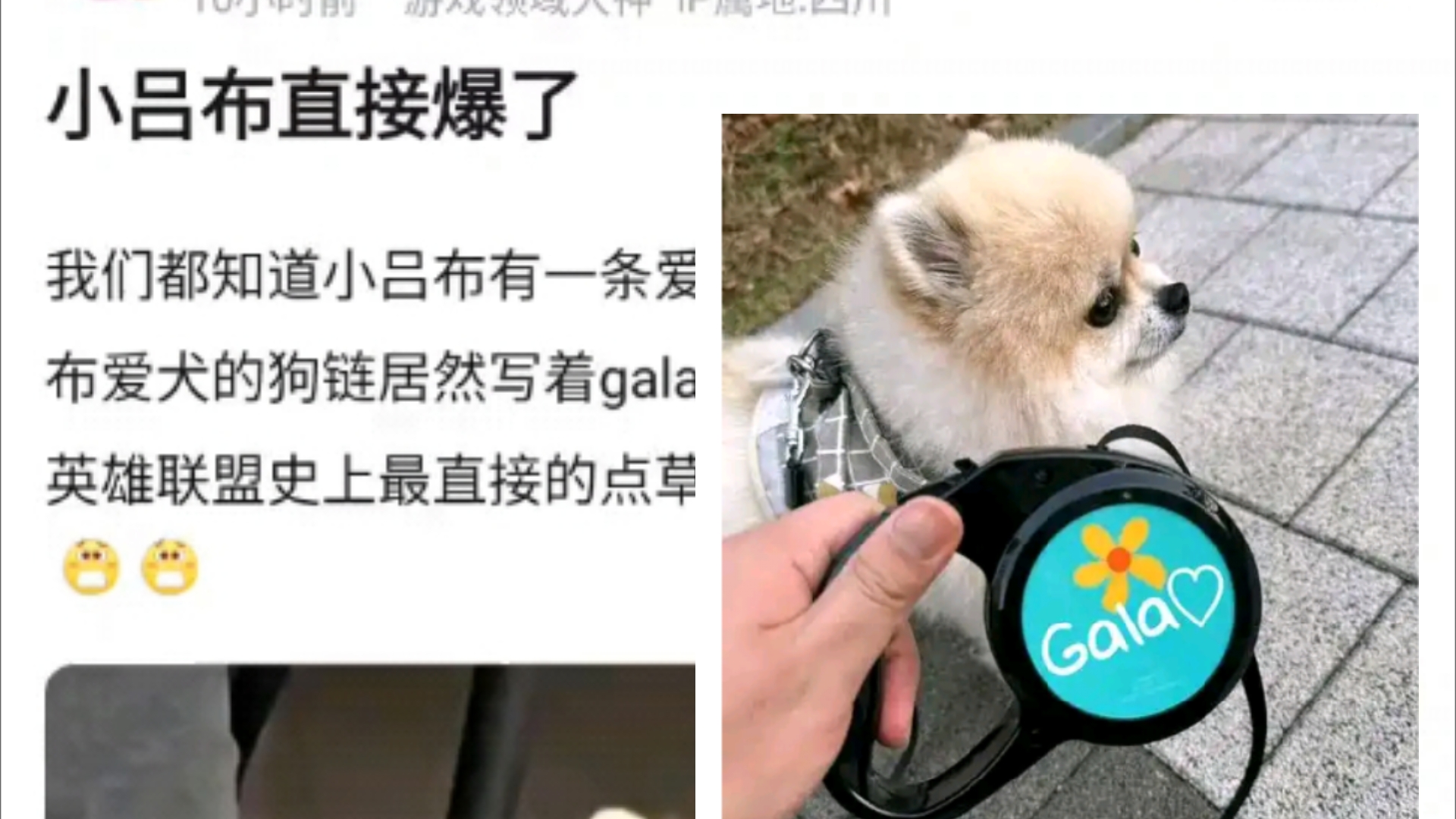 小吕布爆了!小吕布爱犬的狗链居然写着gala,这是什么意思?这应该是英雄联盟史上最直接的点草了吧,随后被网友发现是p图,笑死了哈哈哈,抗吧热议...