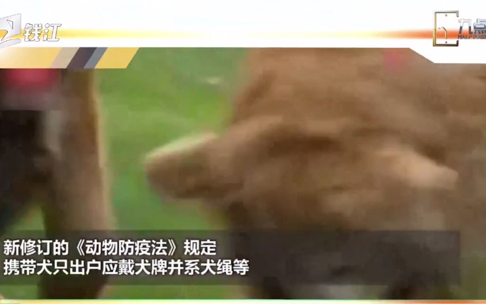 [图]新修订的《动物防疫法》规定 携带犬只应带犬牌并系犬绳等