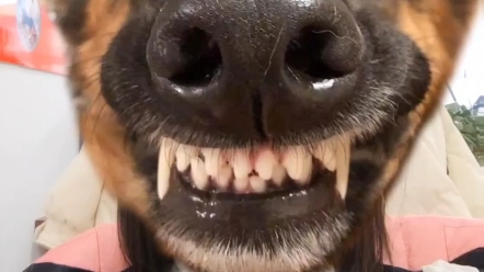 搞笑德牧,就是潮