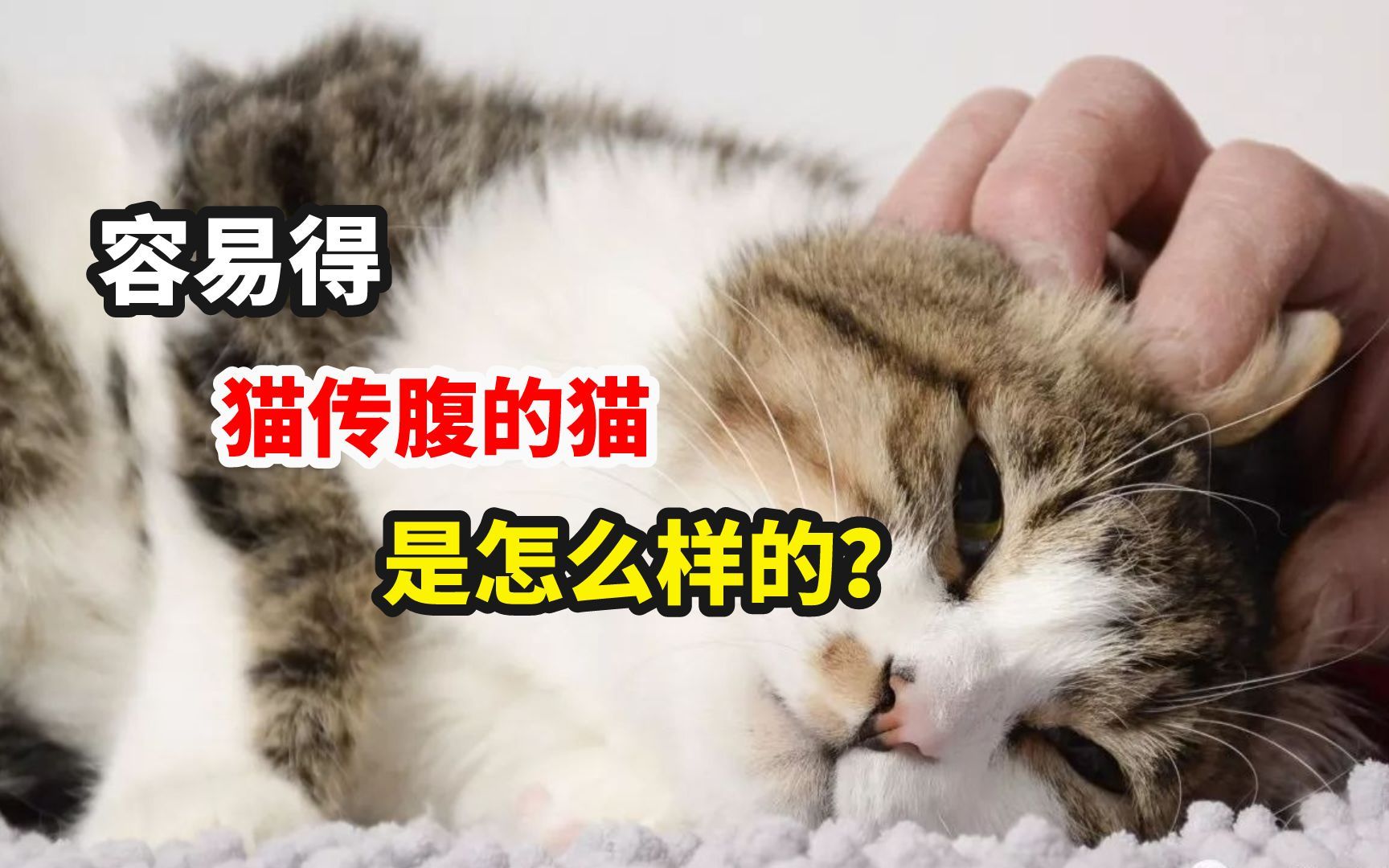 容易得猫传腹的猫,是怎么样的?哔哩哔哩bilibili