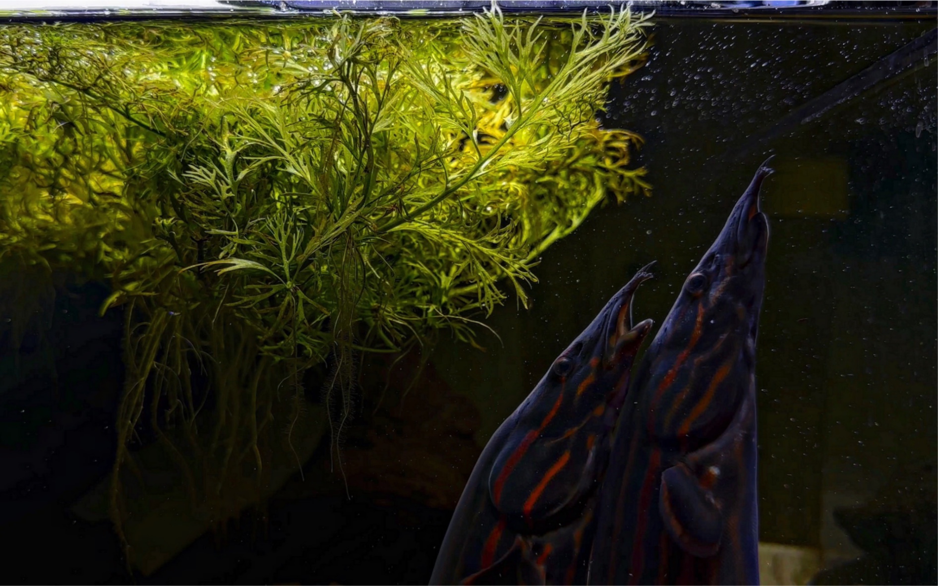 红纹刺鳅炸水 皇鱼丹群游