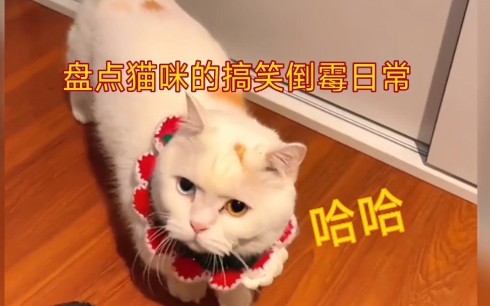 [图]盘点喵星人的倒霉日常，猫咪的迷惑行为，又心疼又搞笑