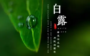 Download Video: 白露：暑退凉风起 闲饮白露茶