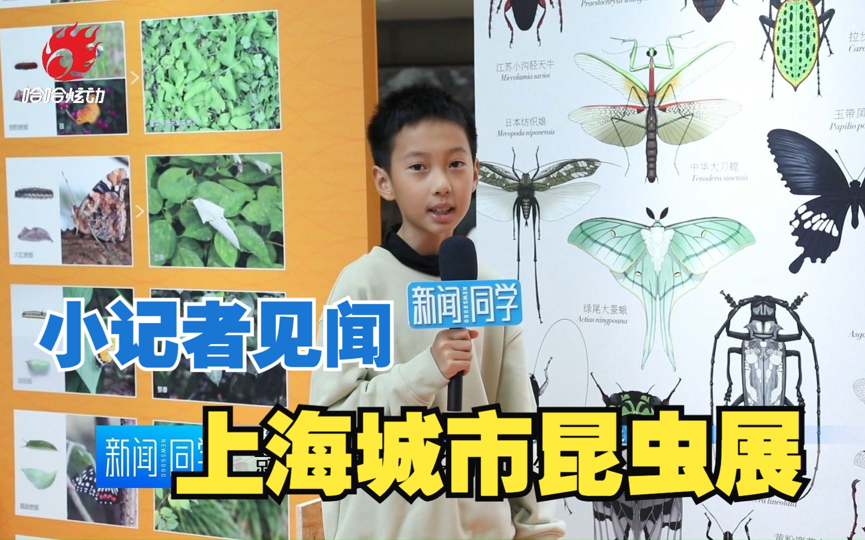 观察昆虫 探索生物多样性哔哩哔哩bilibili