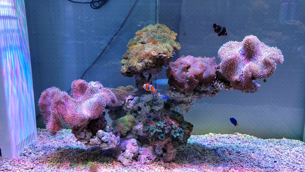 漂亮的海鱼珊瑚缸