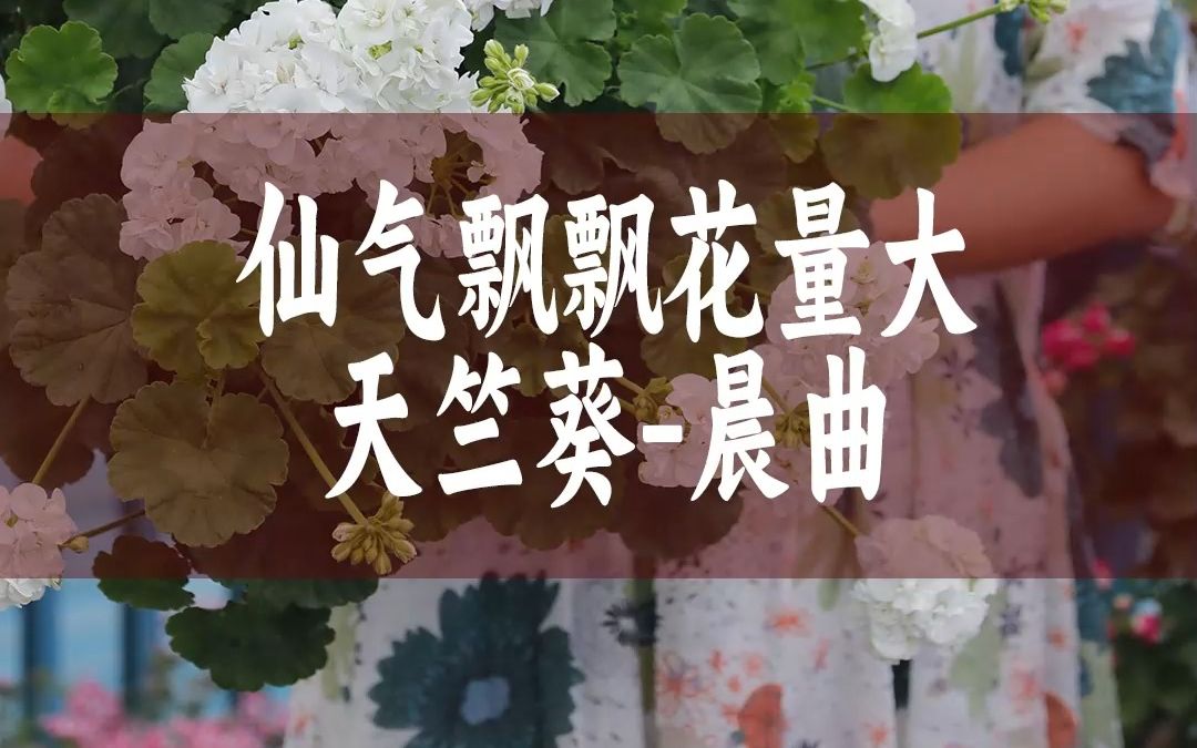 【惠惠的花园】仙气飘飘的白色天竺葵-"晨曲" 它株型紧凑,分支多,花量