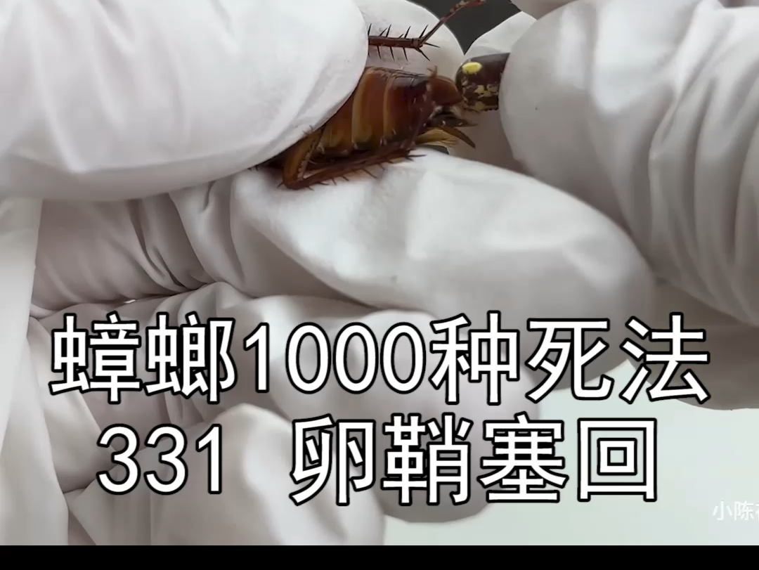 蟑螂生了卵鞘,再硬生生给她塞回去