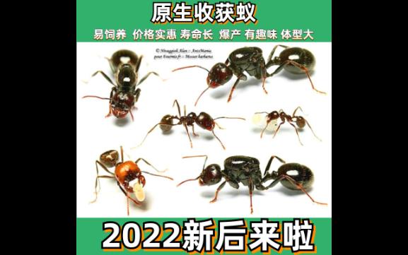 [图]入门蚂蚁宠物：原生收获蚁2022新后来啦