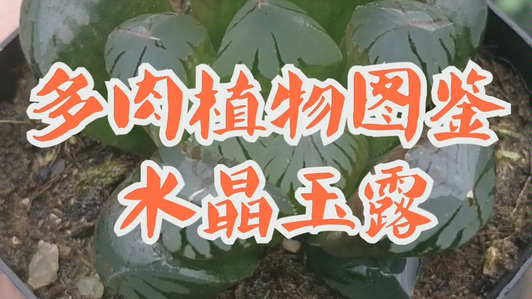 [图]多肉植物图鉴-水晶玉露