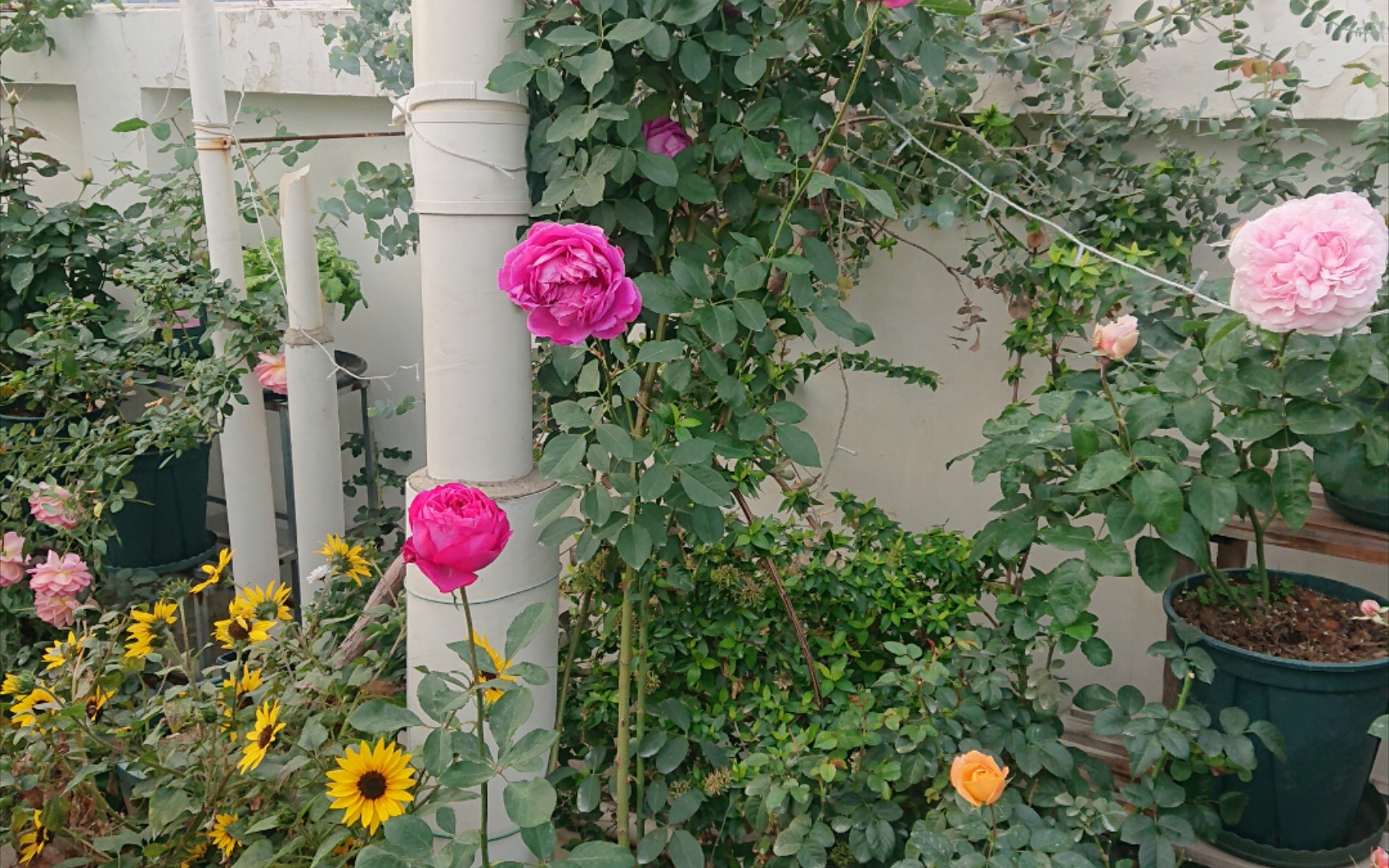 福建冬剪,还早着哦,别着急,现在好好赏花!过年前后一周再控水控肥,小苗不修剪,中大苗再冬剪!哔哩哔哩bilibili