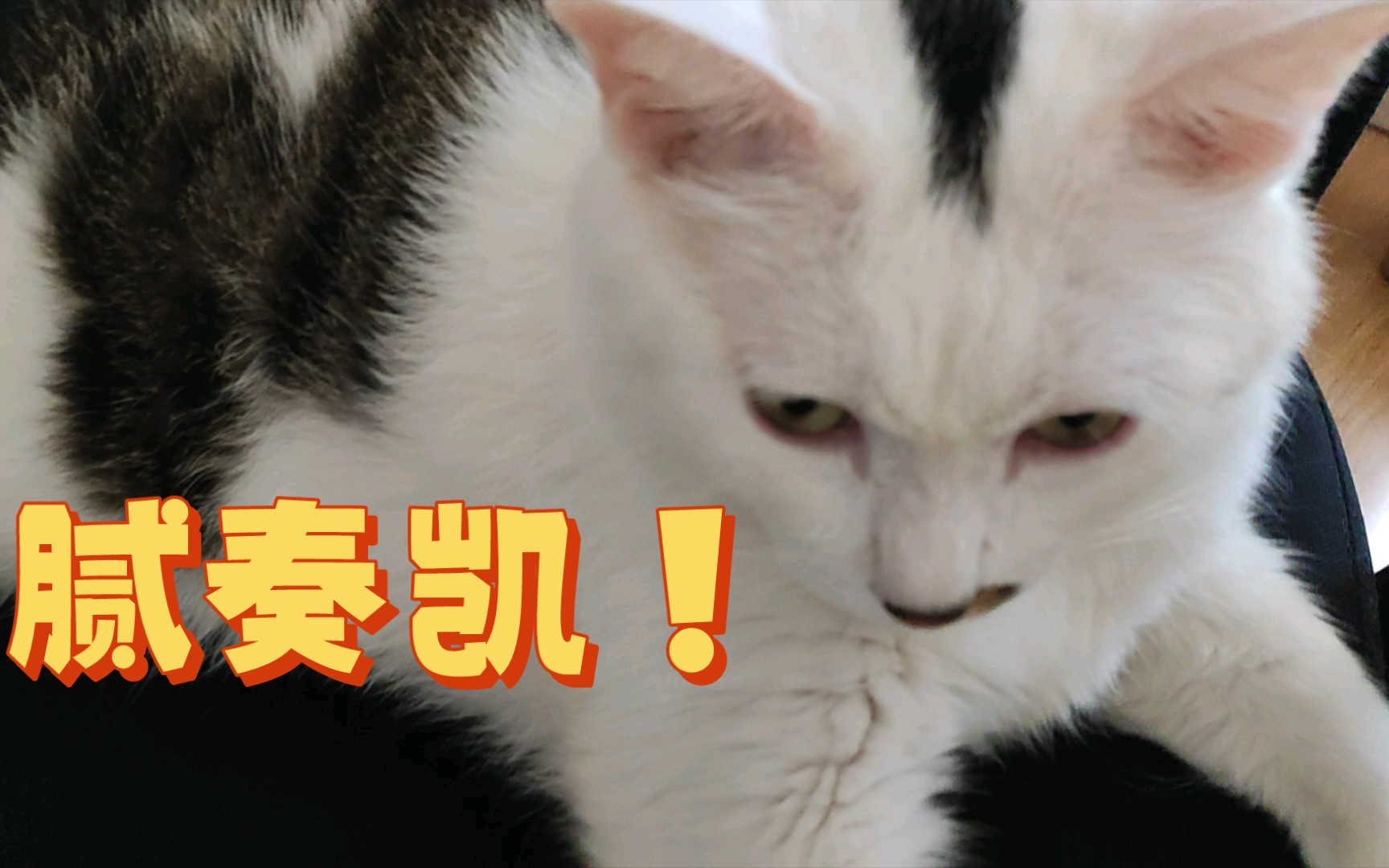 猫猫快乐椅哔哩哔哩bilibili