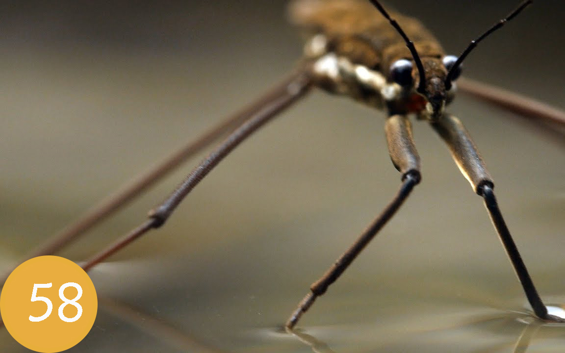 [图]【Deep Look】第58期：水黾（mian）：水上的漫步者！This Is Why Water Striders Make Terrible