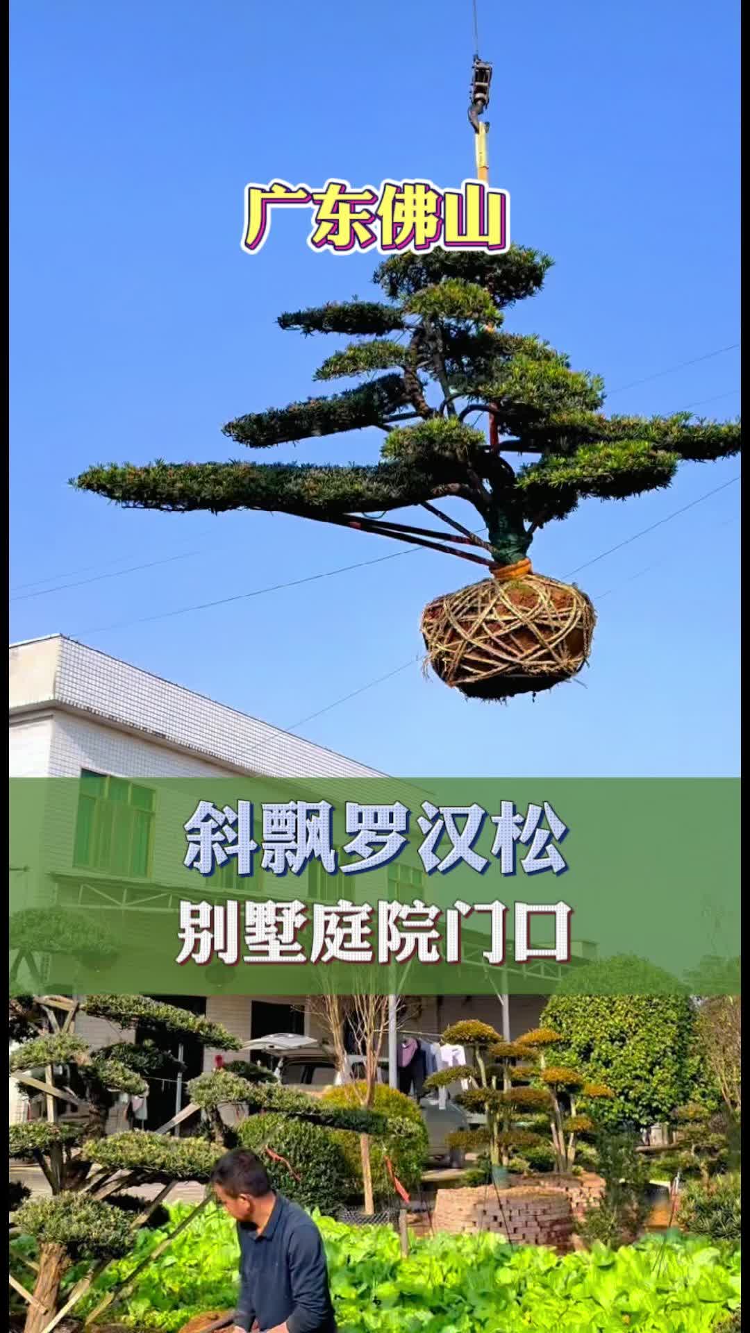 湖南大型罗汉松基地发货