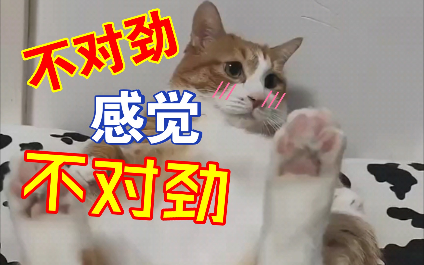 沉浸式玩弄骚猫肚皮一分钟哔哩哔哩bilibili