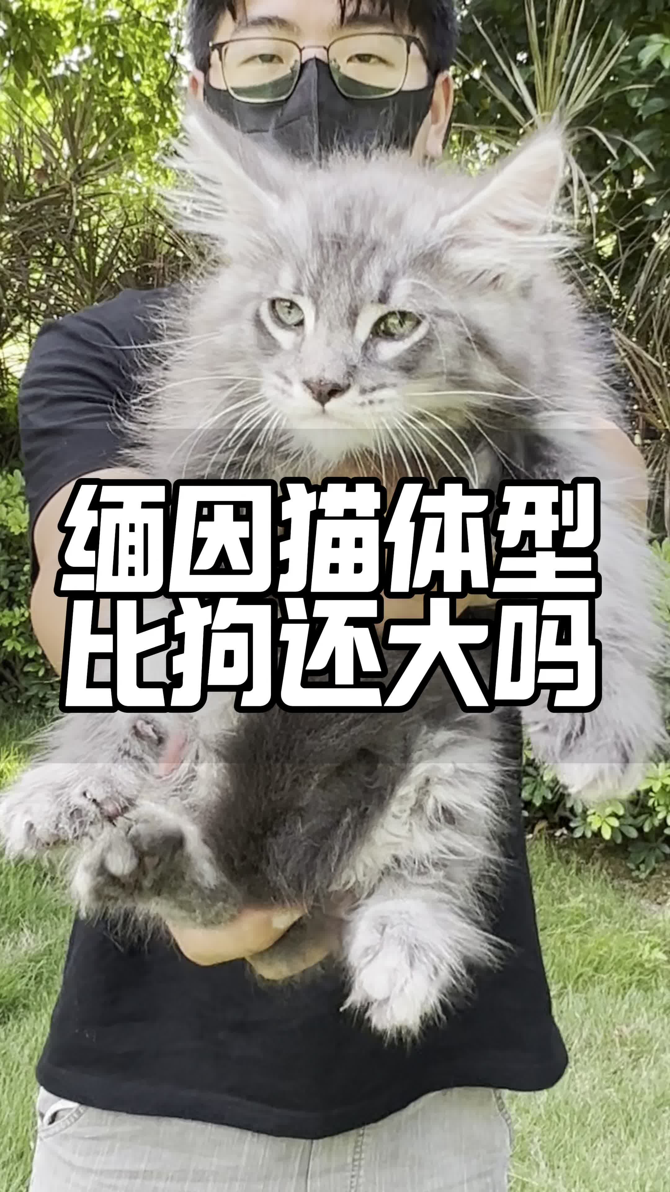 缅因猫体型有多大图片