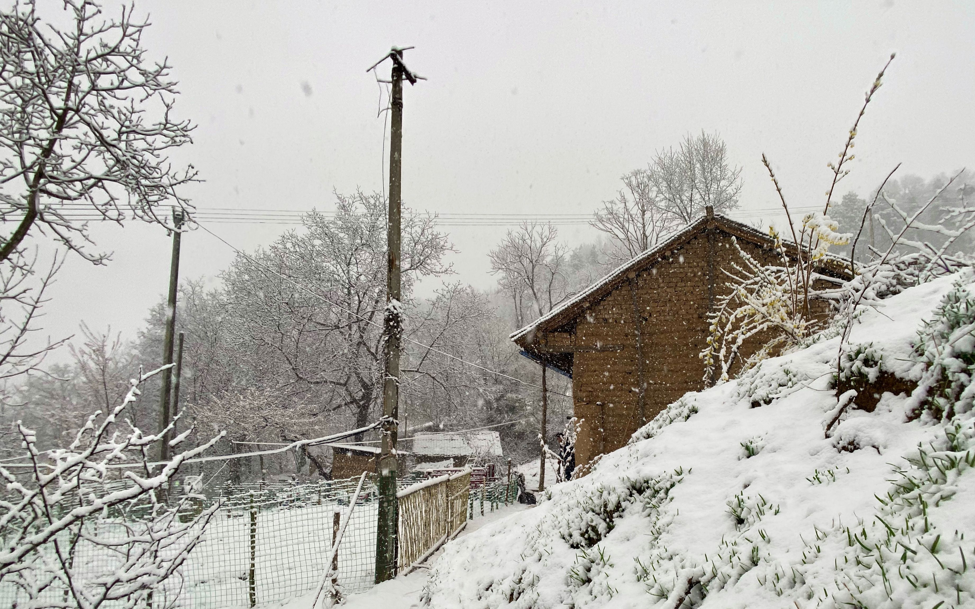 [图]突如其来的桃花雪，让山里的每一处都像画卷，下大雪我们也要赶路