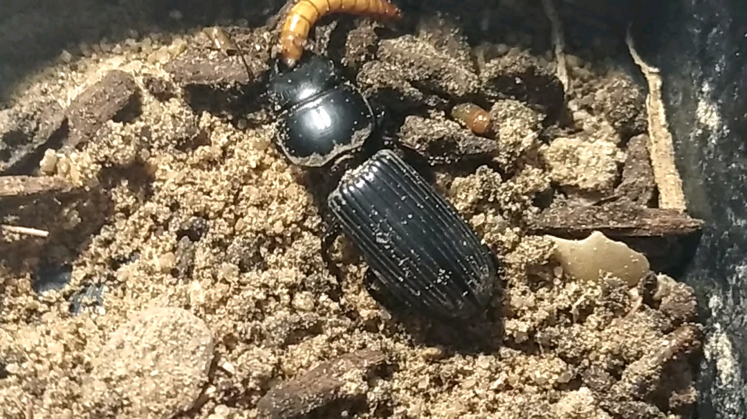 巨蝼步甲的吃饭时间