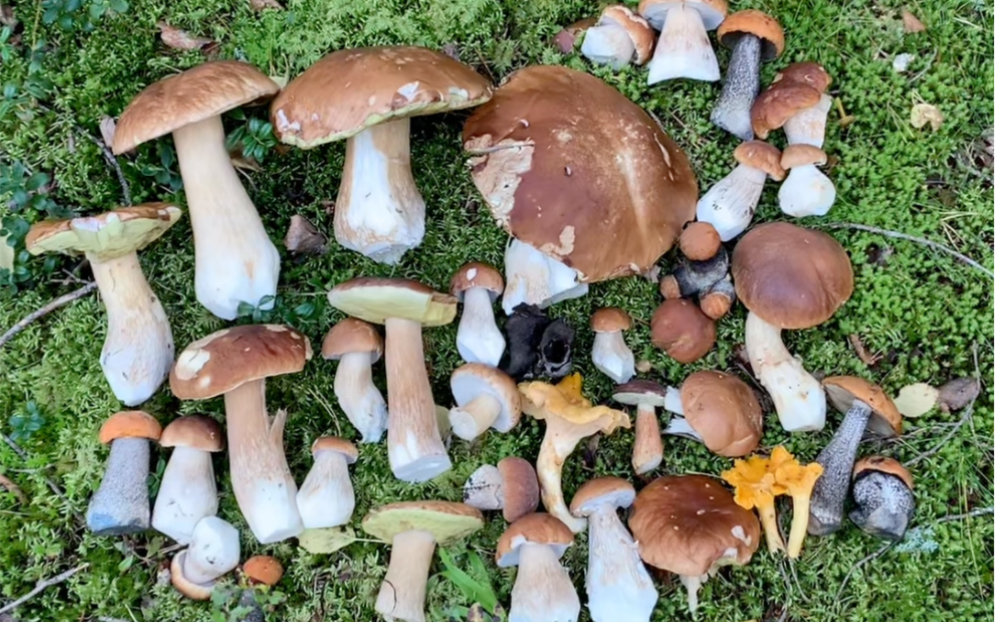 森林里的大面包蘑菇!美味大牛肝菌的一期!大家十一月快乐!