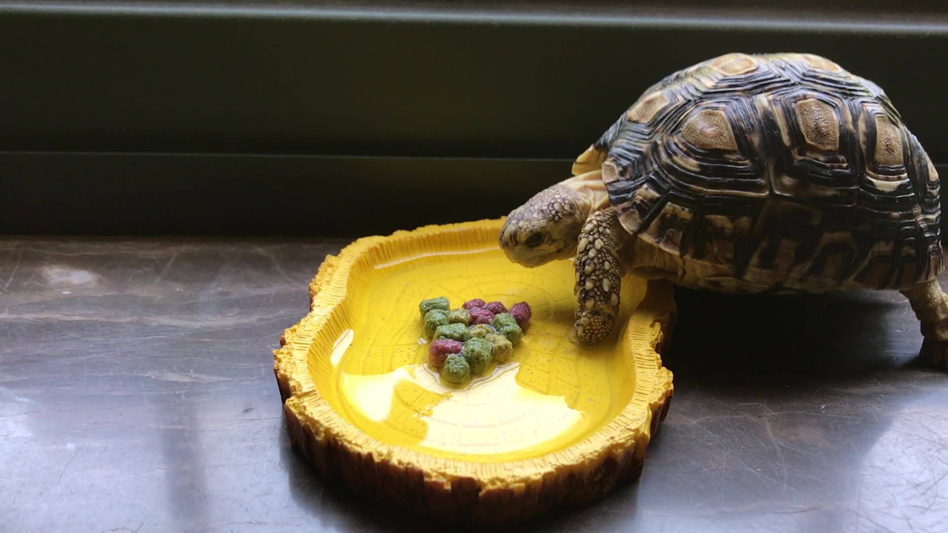 豹纹陆龟 又到了该吃午饭的时候了