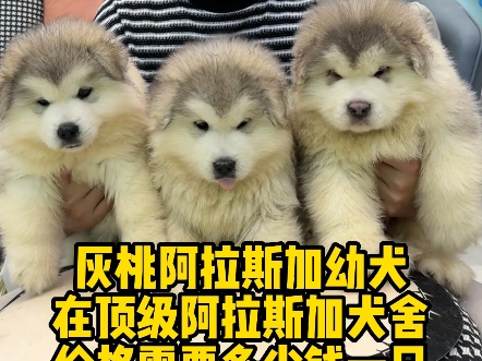 灰桃阿拉斯加幼犬在顶级阿拉斯加犬舍价格多少钱一只?下方是阿拉斯加犬价格区间,阿拉斯加犬在狗市价格在1千到3千的都有,正规阿拉斯加犬舍价格一般...