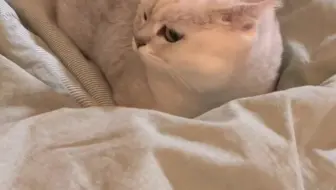 猫咪胖但不耽误他灵活！