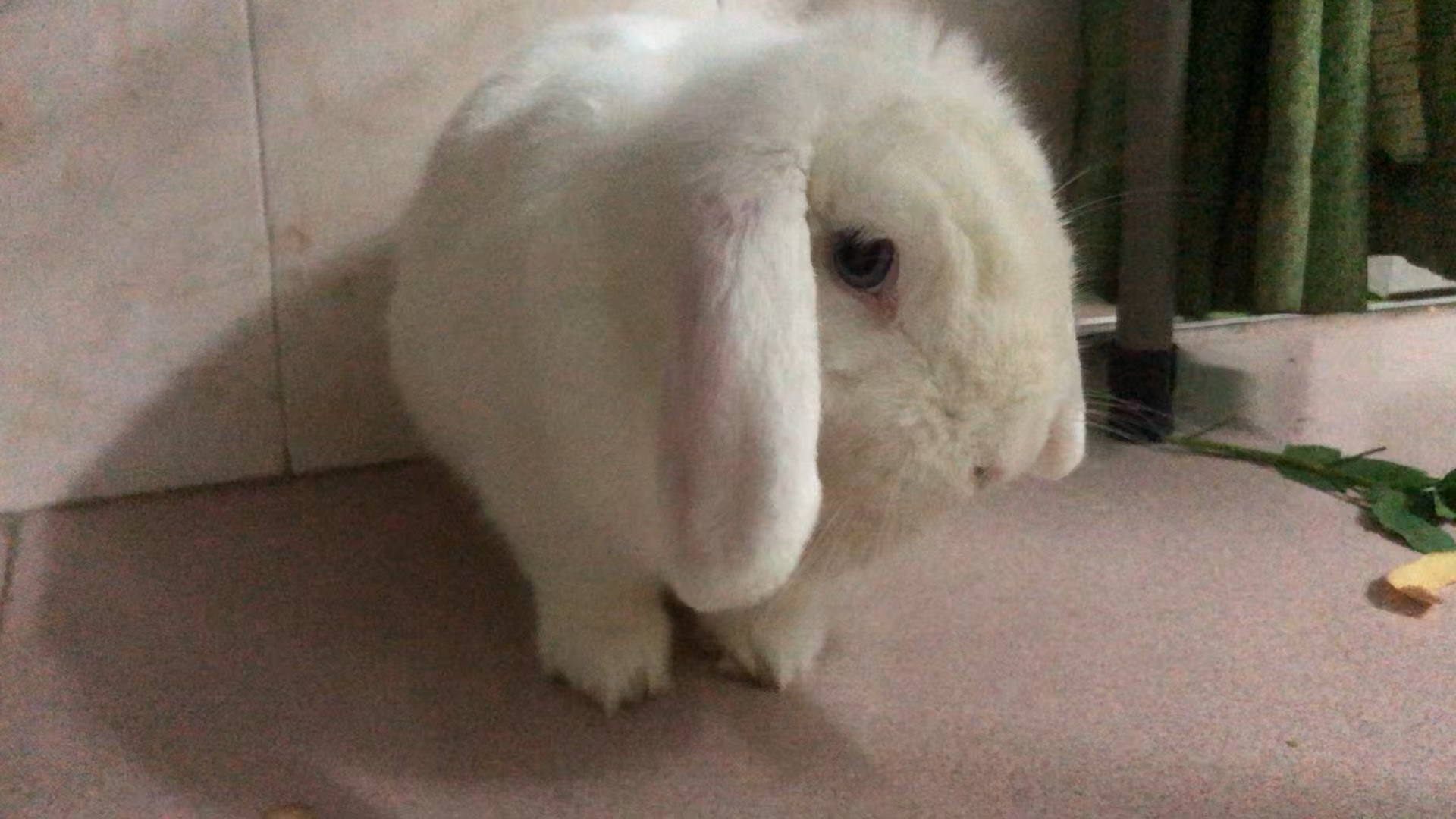 兔兔吃苹果皮 6138.386279