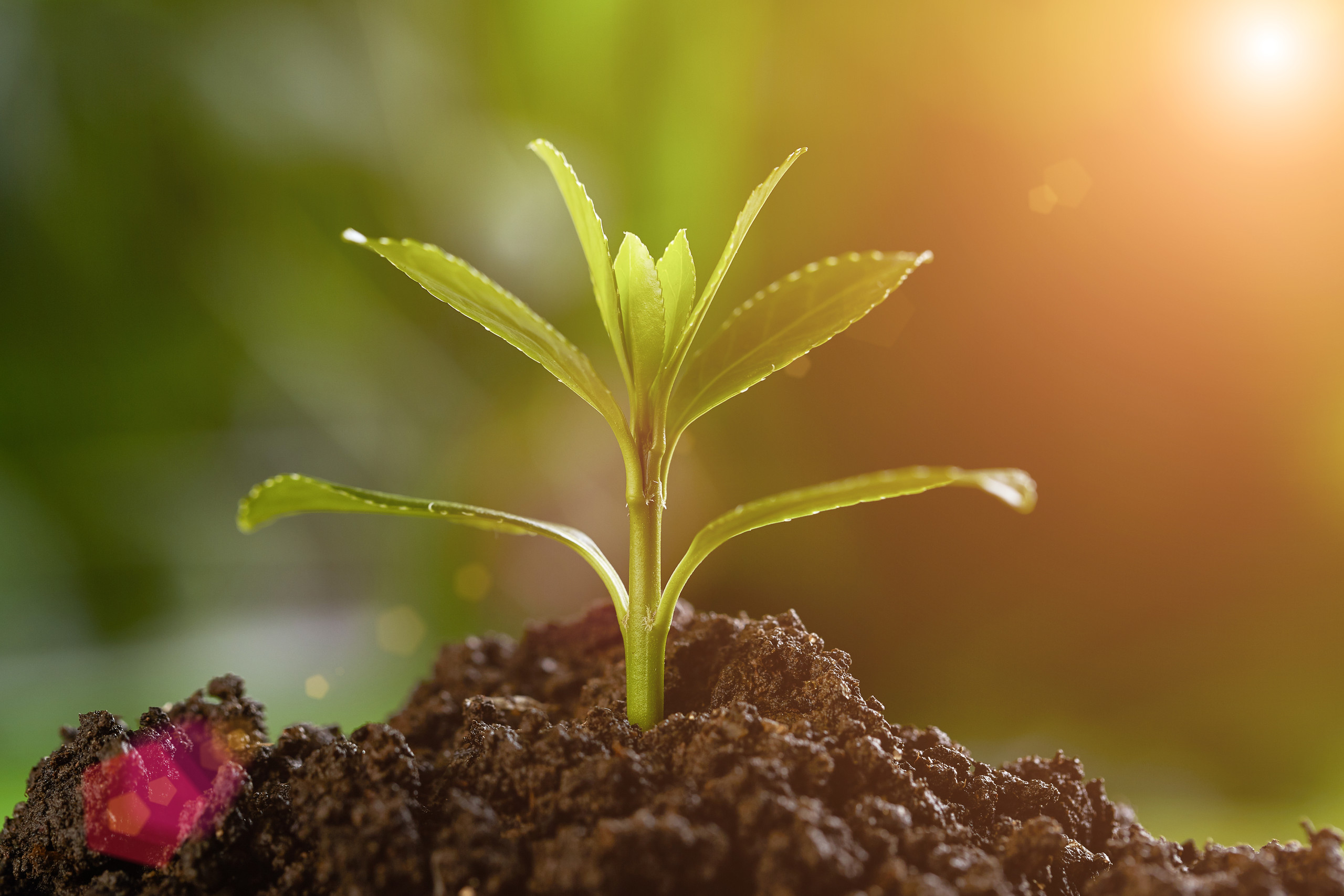 农业农村部公布种业发展现状粮食种子做到了中国粮用中国种