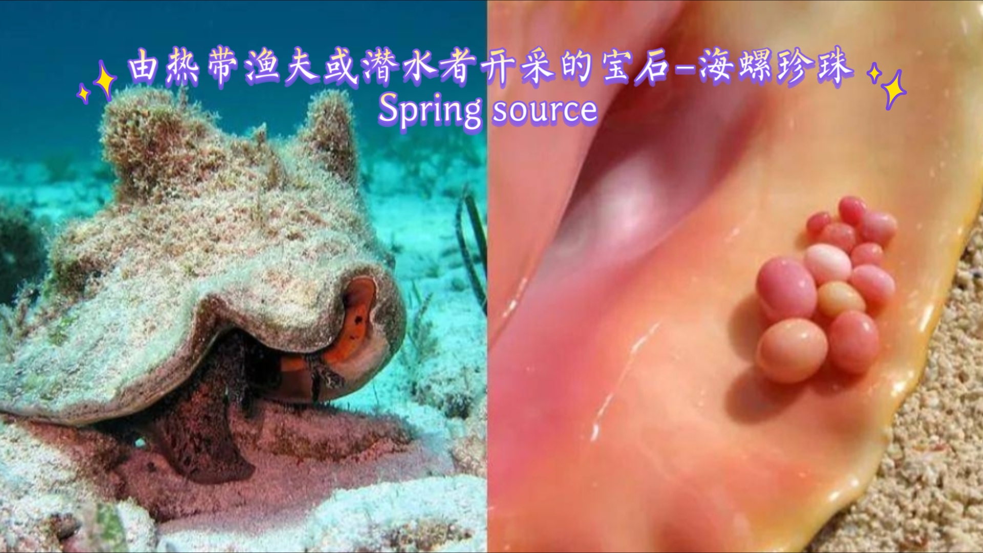 由热带渔夫或潜水者开采的宝石–海螺珍珠Spring source哔哩哔哩bilibili