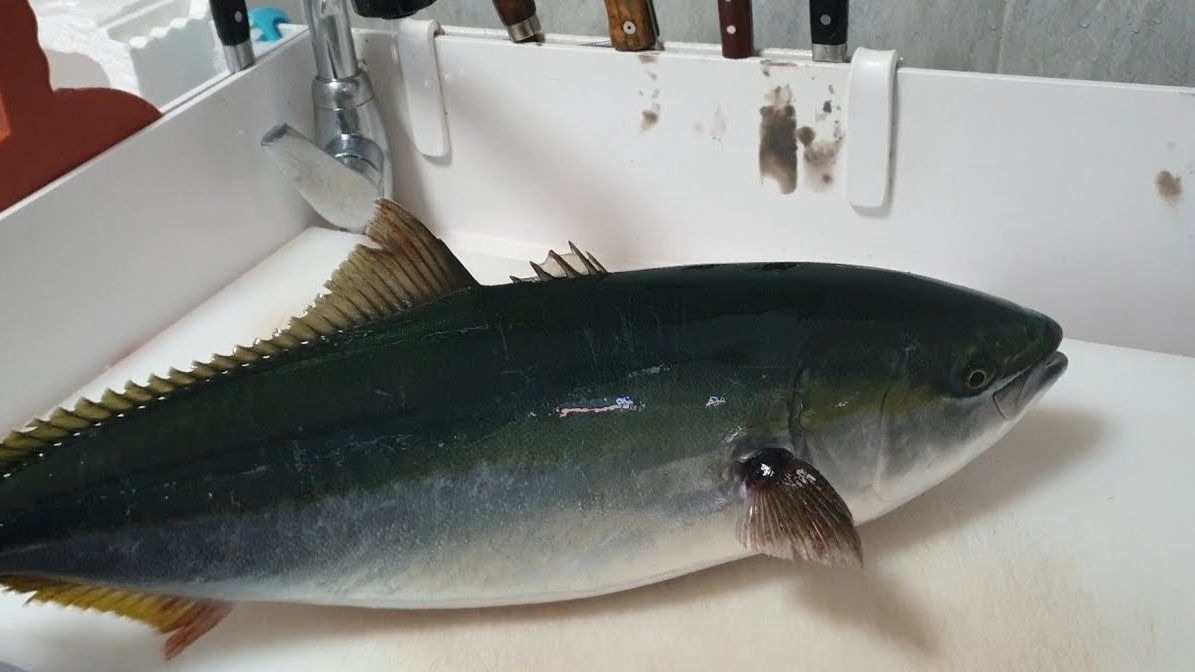 黄尾鰤,高级鱼?宰杀方法确实挺高级的!-国际美食研究僧-国际美食研究僧-哔哩哔哩视频