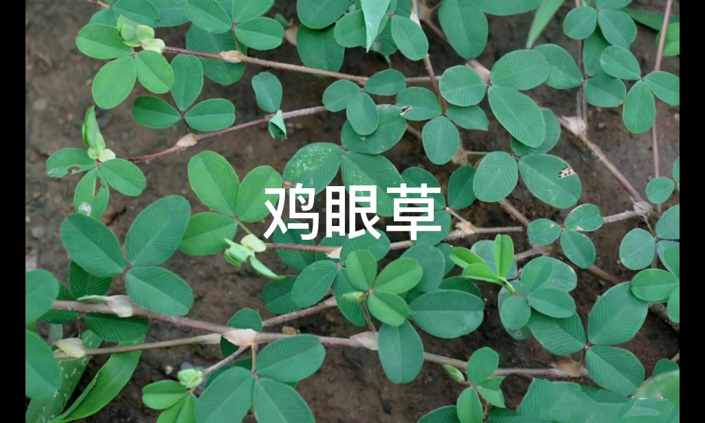 [图]15种常见的野草