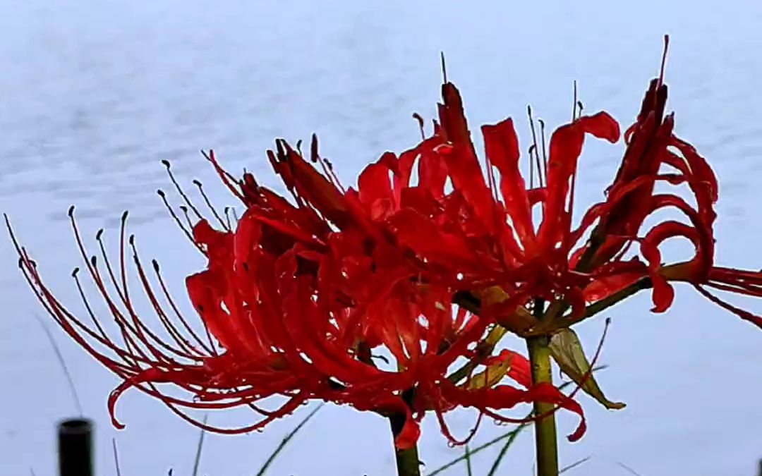 [图]此岸情，彼岸花，默默遥望西湖的雷峰塔。