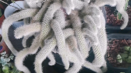 九尾狐多肉植物 哔哩哔哩