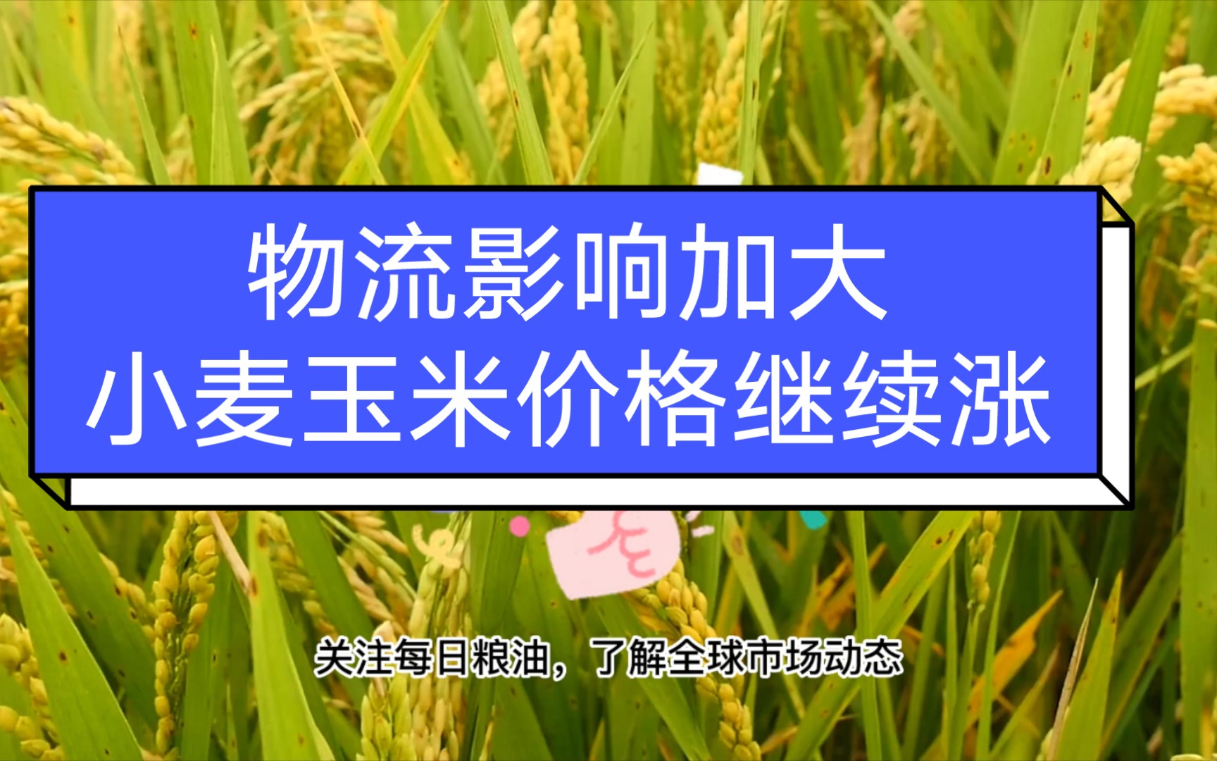 一周装运190万吨美国大豆 进口玉米到港完税成本已跌至3000元;河南白象小麦收购价格继续上涨,交通部门强化粮食物流运输保障哔哩哔哩bilibili