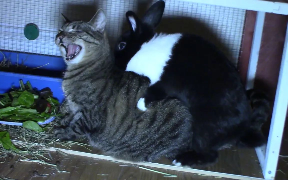 一只丧心病狂的兔子,竟然对一只猫疯狂输出,痛下毒手!