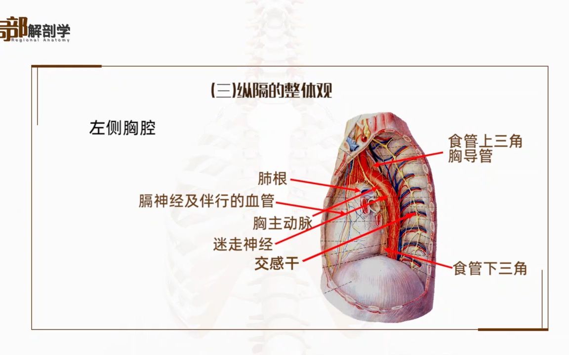 3.4.1 纵膈1哔哩哔哩bilibili