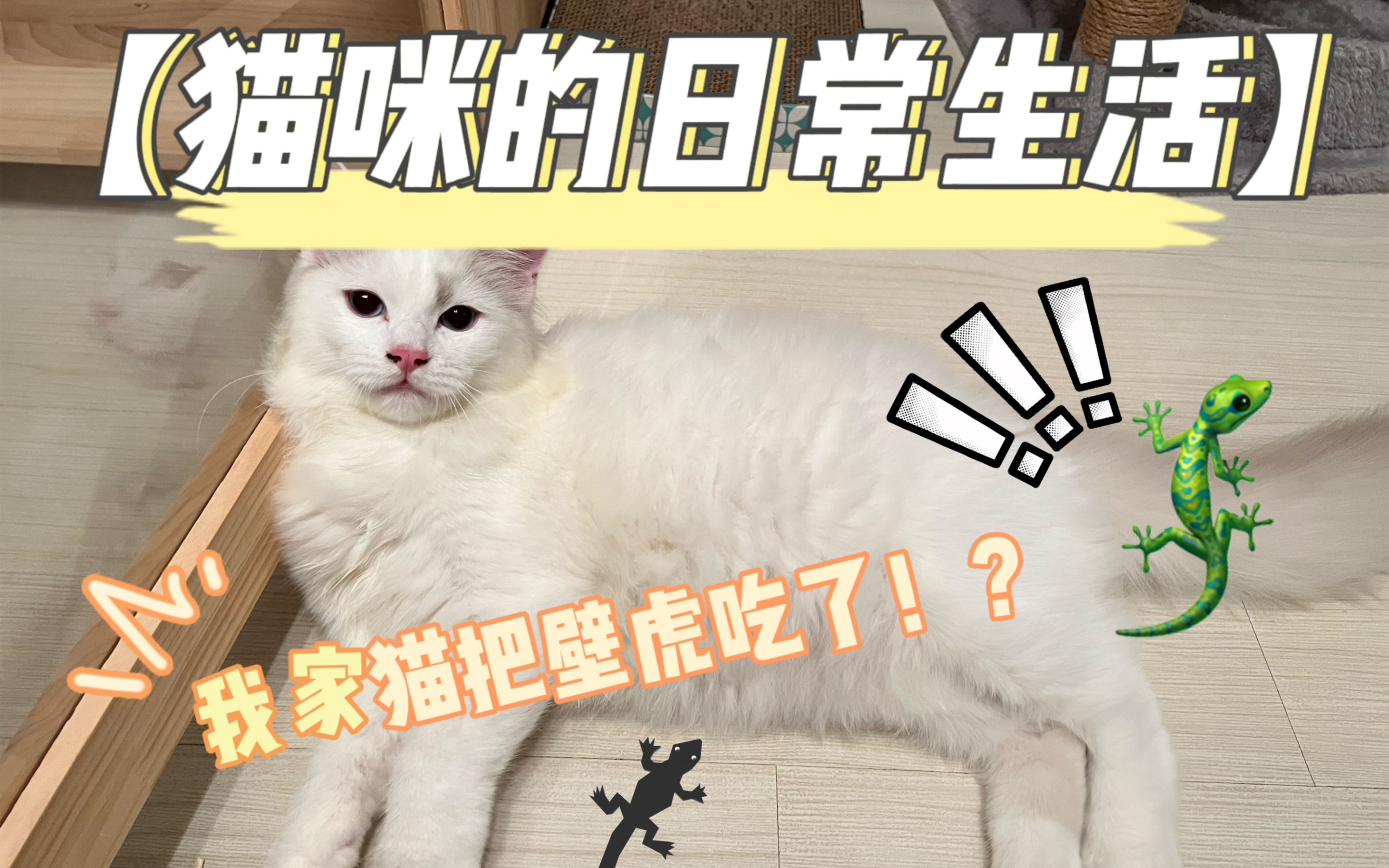 【养猫日记1】我猫吃壁虎了!养猫真的那么容易?想养猫吗?快来看看吧!哔哩哔哩bilibili