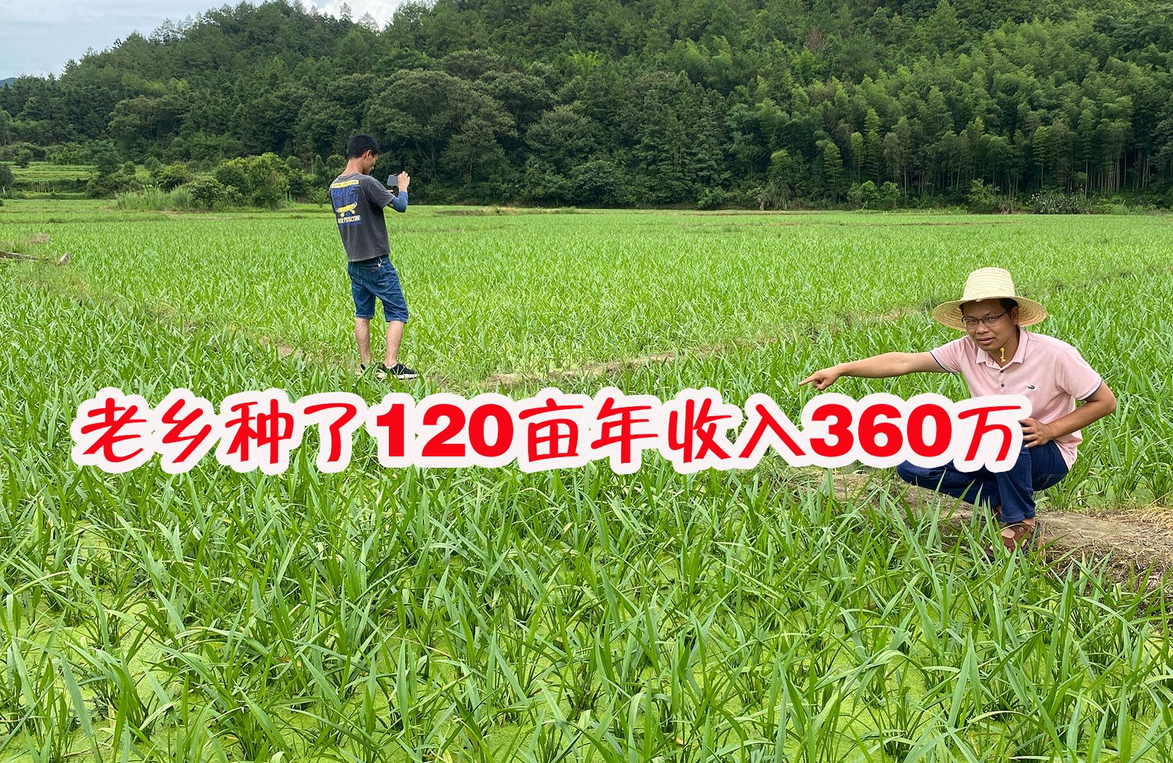 种植"半夏"赚钱吗?老乡种了120亩年收入360万,一起来看看
