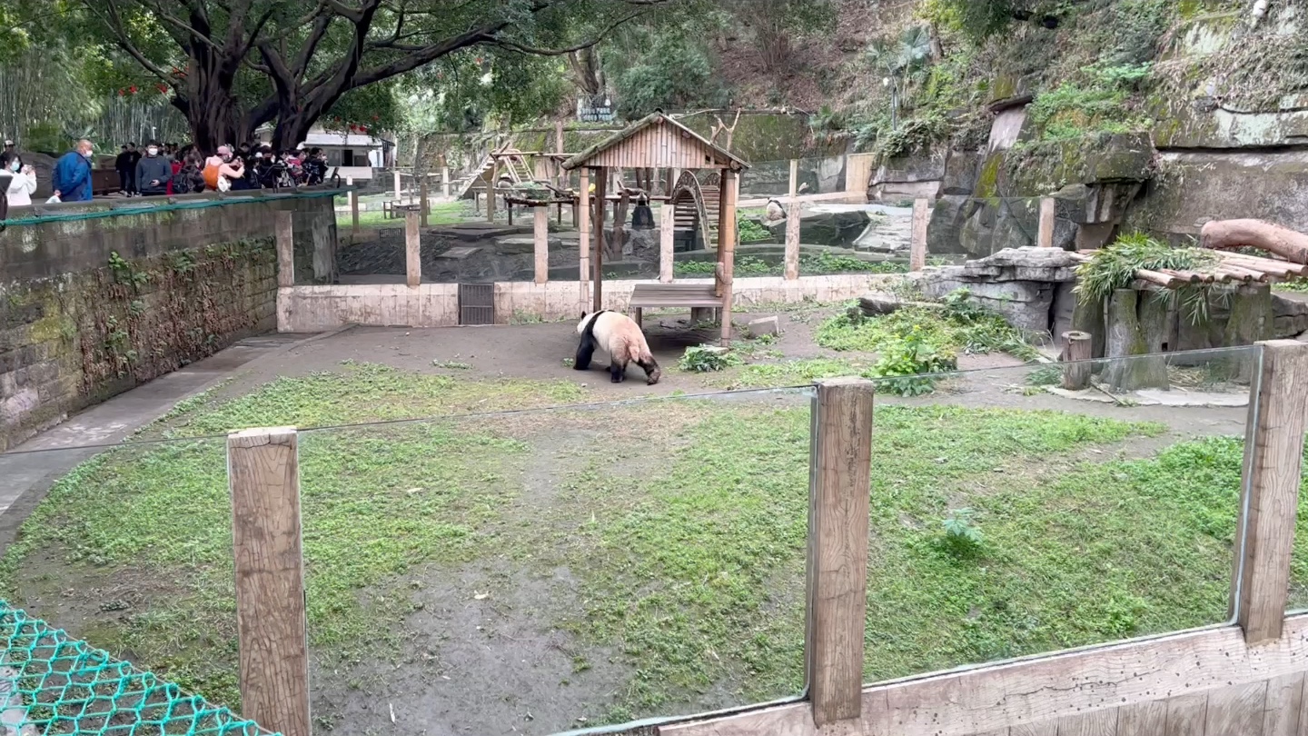 去了重庆动物园才知道重动是拥有最多大熊猫的动物园哔哩哔哩bilibili