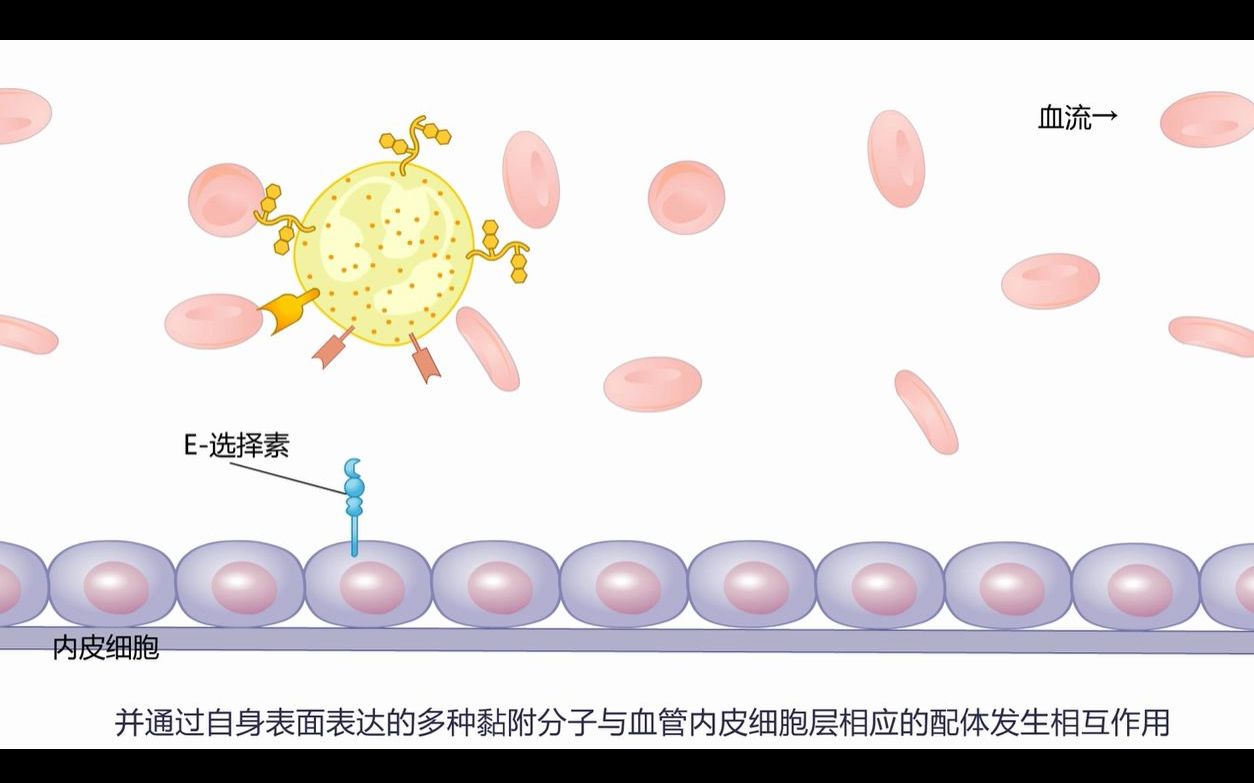 [图]7-1 中性粒细胞趋化、吞噬、杀伤病原体