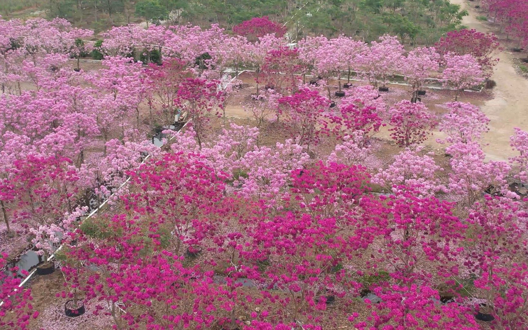 [图]中山市2023春暖花开网红点航拍