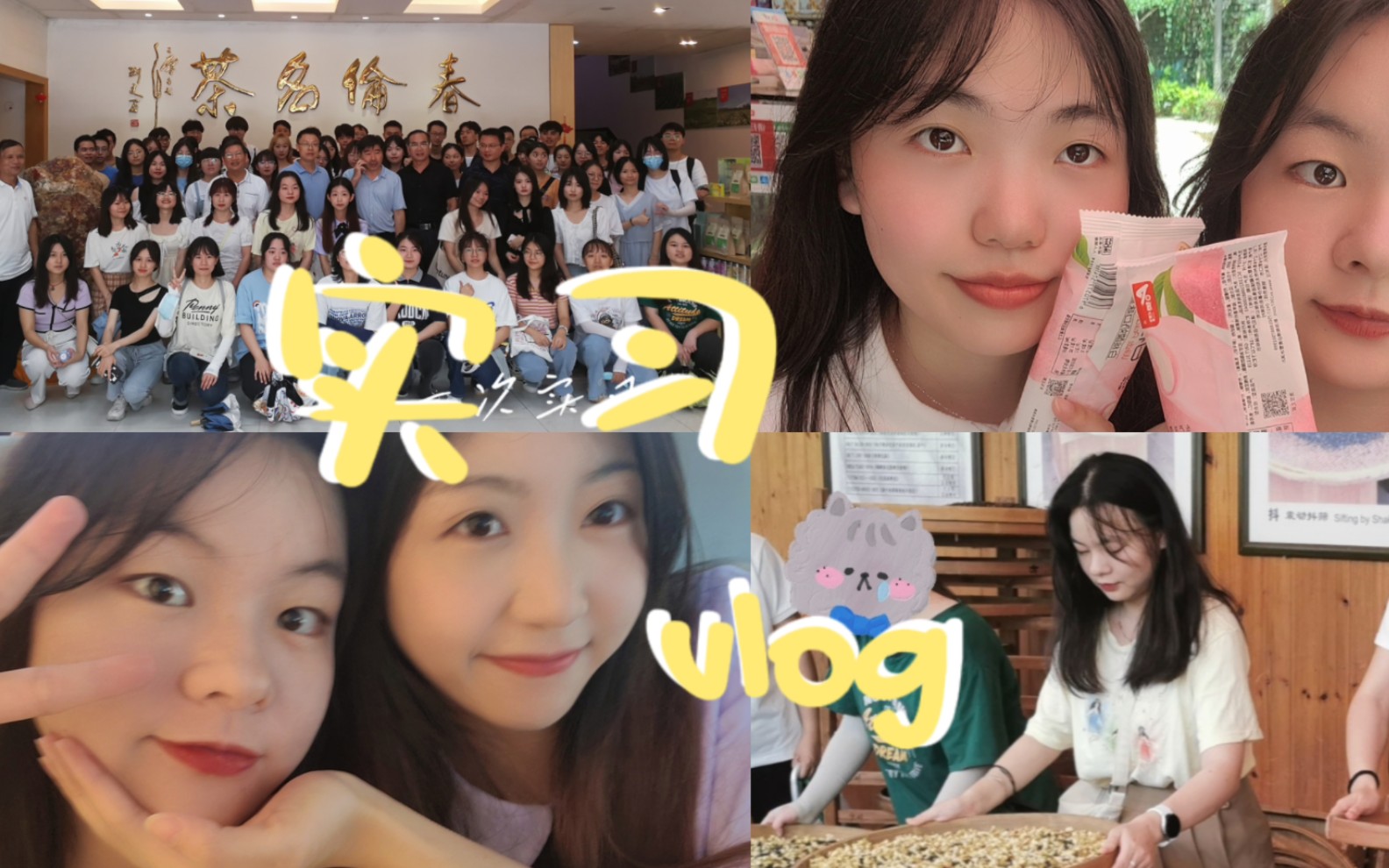 福农大实习vlog|第二次实习啦!北方人第一次体验制茶工艺 春伦集团茉莉花茶好好喝!!哔哩哔哩bilibili