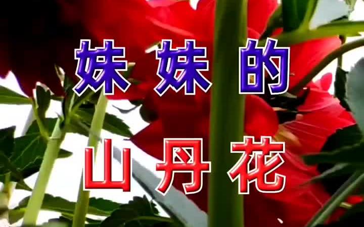 《妹妹的山丹花》哔哩哔哩bilibili